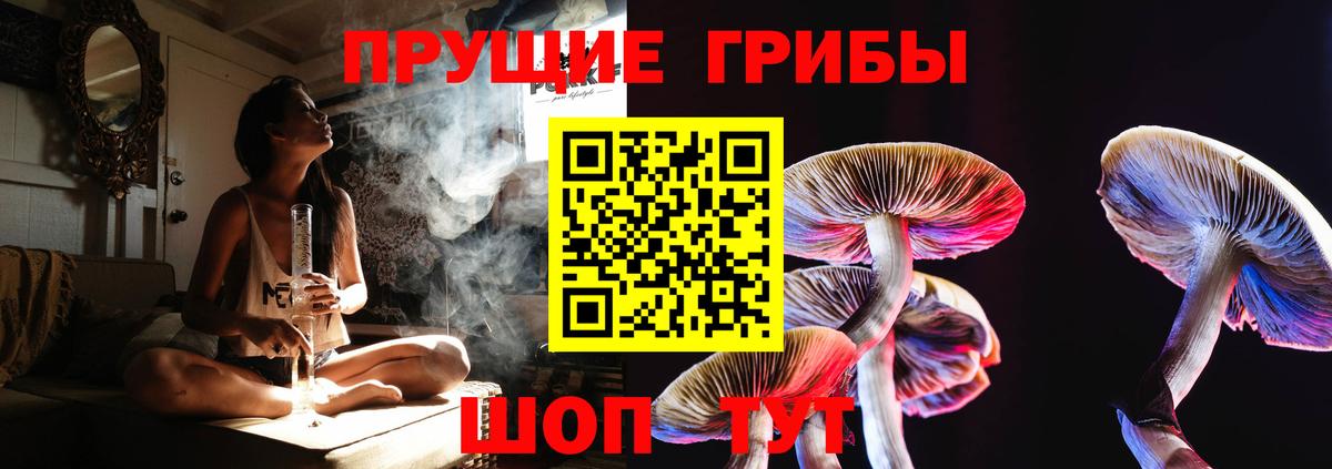 Кизляр  Галлюциногенные грибы Psilocybe  Вход с VPN 